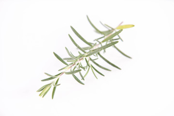 Rosemary (Salvia rosmarinus) twig	on a white background