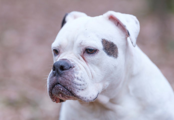 A white and brown English Bulldog dog head portrait with funny expression in face, selective focus, focus on eye