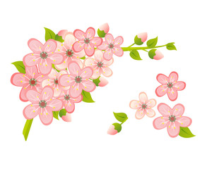 Fresh and beautiful pink cherry blossom branch isolated on a white background. Vector design illustration drawing