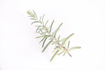 Rosemary (Salvia rosmarinus) twig	on a white background