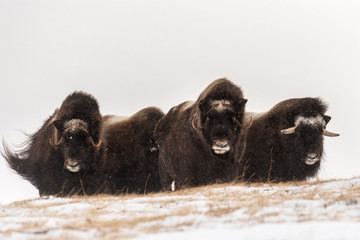 Herd of wild muskox stood in the defensive position during strong snowstorm. Winter landscape of...