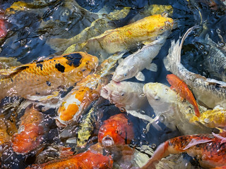 Koi Karpfen
