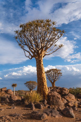 Giant Quiver Tree in the Forest, Namibia