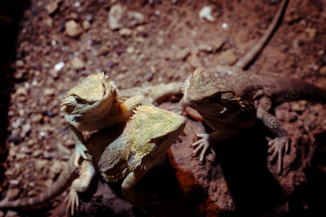 Central Bearded Dragon (Pogona vitticeps)