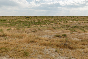 Fototapeta na wymiar shrub and grass in the steppe near the Syr Darya river, Kazakhstan.
