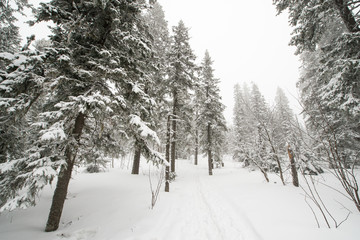 snow-covered, coniferous, white forest, after a night of snowfall and tourists walking with huge backpacks along the path winding among the firs