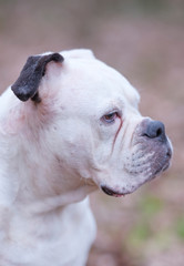 A white and brown English Bulldog dog head portrait with funny expression in face, selective focus, focus on eye