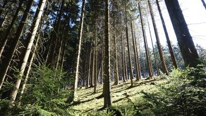 Wald im Bergischen Land