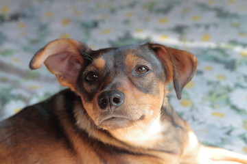CUTE DOG ON THE BED AT HOME