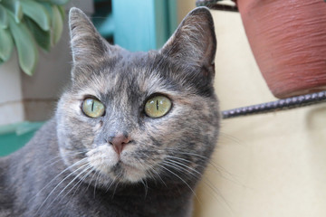 EYES OF A CAT AT HOME 