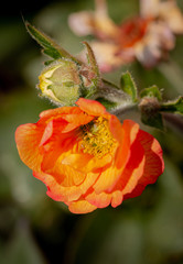 Persian buttercup in bloom