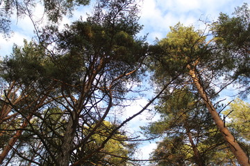 Obraz premium the tops of coniferous trees pines and blue sky