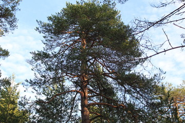 the tops of coniferous trees pines and blue sky
