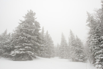 snow-covered, coniferous, white forest, after a night of snowfall and tourists walking with huge backpacks along the path winding among the firs