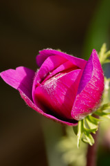 Pink anemone poppy