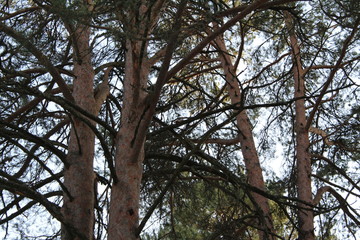 trunks of coniferous trees pines and blue sky
