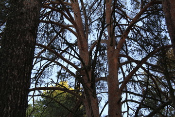 trunks of coniferous trees pines and blue sky
