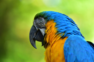 blue and gold macaw