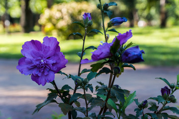 blue flower of Geranium pratense