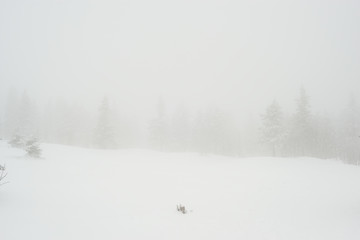 snow-covered, coniferous, white forest, after a night of snowfall and tourists walking with huge backpacks along the path winding among the firs
