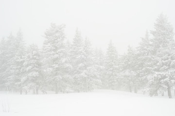 snow-covered, coniferous, white forest, after a night of snowfall and tourists walking with huge backpacks along the path winding among the firs