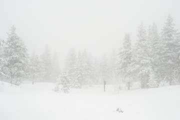 Fototapeta premium snow-covered, coniferous, white forest, after a night of snowfall and tourists walking with huge backpacks along the path winding among the firs