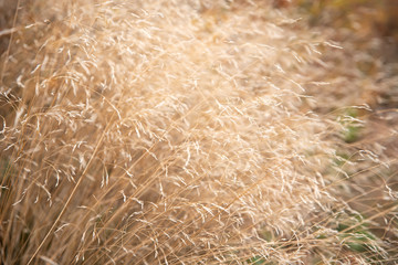 Ripe wild oat spilling in the wind in hot summer