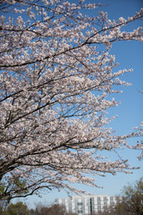 満開の桜