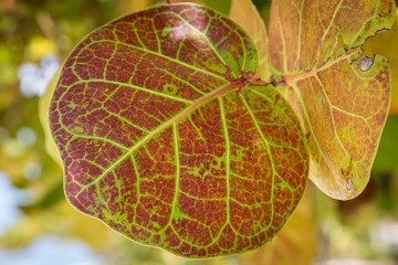 A close up up of a leaf from the seagrape tree