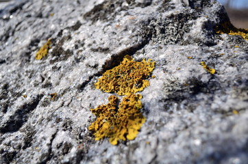 moss on the rock background