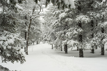 snow-covered, coniferous, white forest, after a night of snowfall and tourists walking with huge backpacks along the path winding among the firs