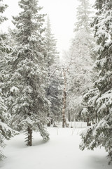snow-covered, coniferous, white forest, after a night of snowfall and tourists walking with huge backpacks along the path winding among the firs