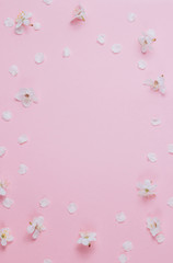 Flat lay of white petals of fruit tree flowers on pink background. Spring concept. Top view