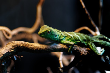 Chinese Water Dragon (Physignathus cocincinus)