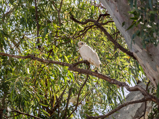 Sulphur crested cockatoos in Eucyluptis trees at South Noarlunga, Adelaid, South Australia