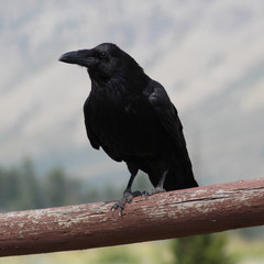 Black Raven