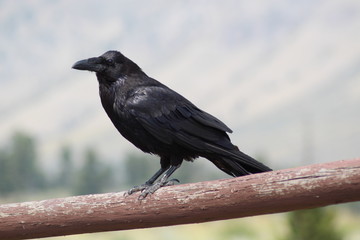 Black Raven
