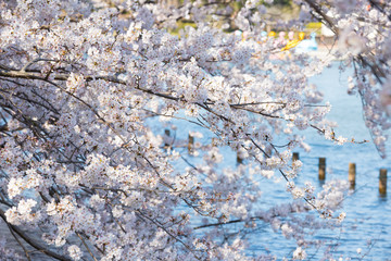満開の桜