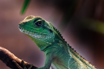 Chinese Water Dragon (Physignathus cocincinus)
