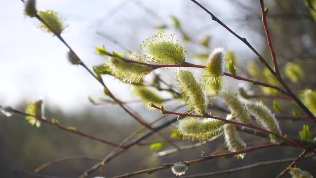 abstract spring background with the flowering willow buds on a branches close up and defocused spring forest background