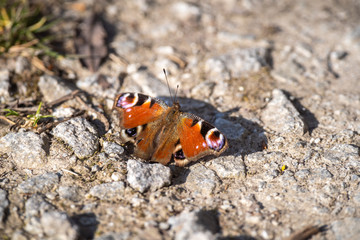 Fototapeta na wymiar Pfauenauge in der Frühlingssonne | Schmetterling