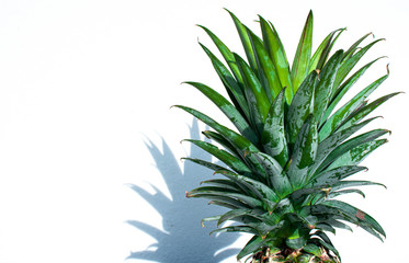 Close up to leaves of pineapple on white background