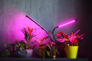 phytolamps illuminate potted plants on a shelf in a room