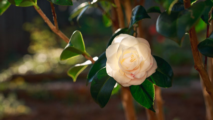 beautiful detail of the camelia flower on the bush in spring garden