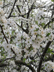 white blooming tree in a park in spring