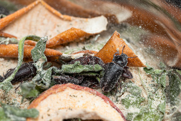 Mehlkäfer aus unserer Zucht