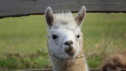 Alpaka, Lama Portrait