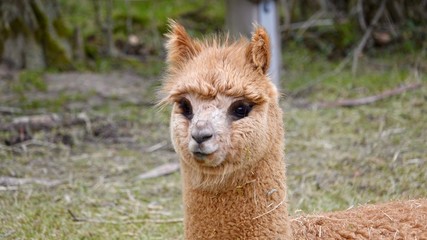 Fototapeta premium Alpaka, Lama Portrait