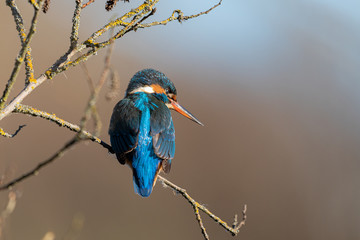 Kingfisher standing at a branch in Salburua, Vitoria, Spain