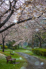 雪の桜並木
